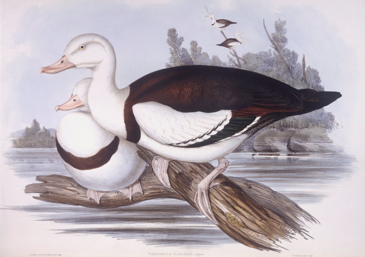 Radjah shedck (Tadorna radjah), kaiverrus John Gould tekijältä John Gould