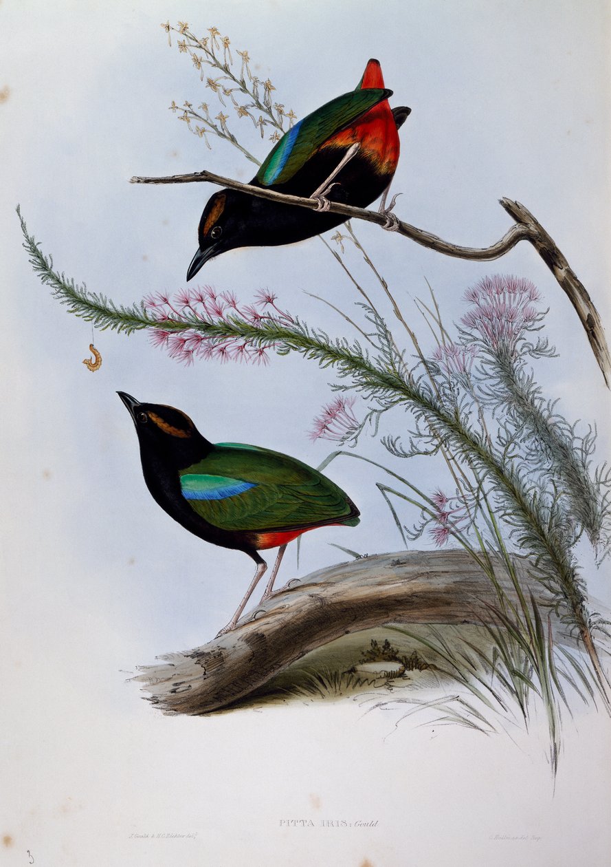 Rainbow Pitta (Pitta iris), kaiverrus Birds of Australiasta tekijältä John Gould