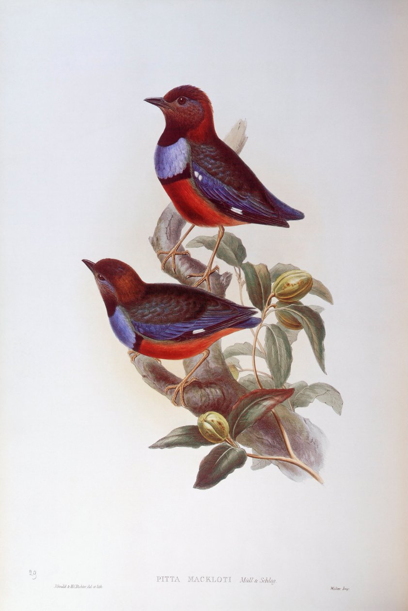 Punavatsapitta (Pitta erythrogaster), kaiverrus John Gould tekijältä John Gould