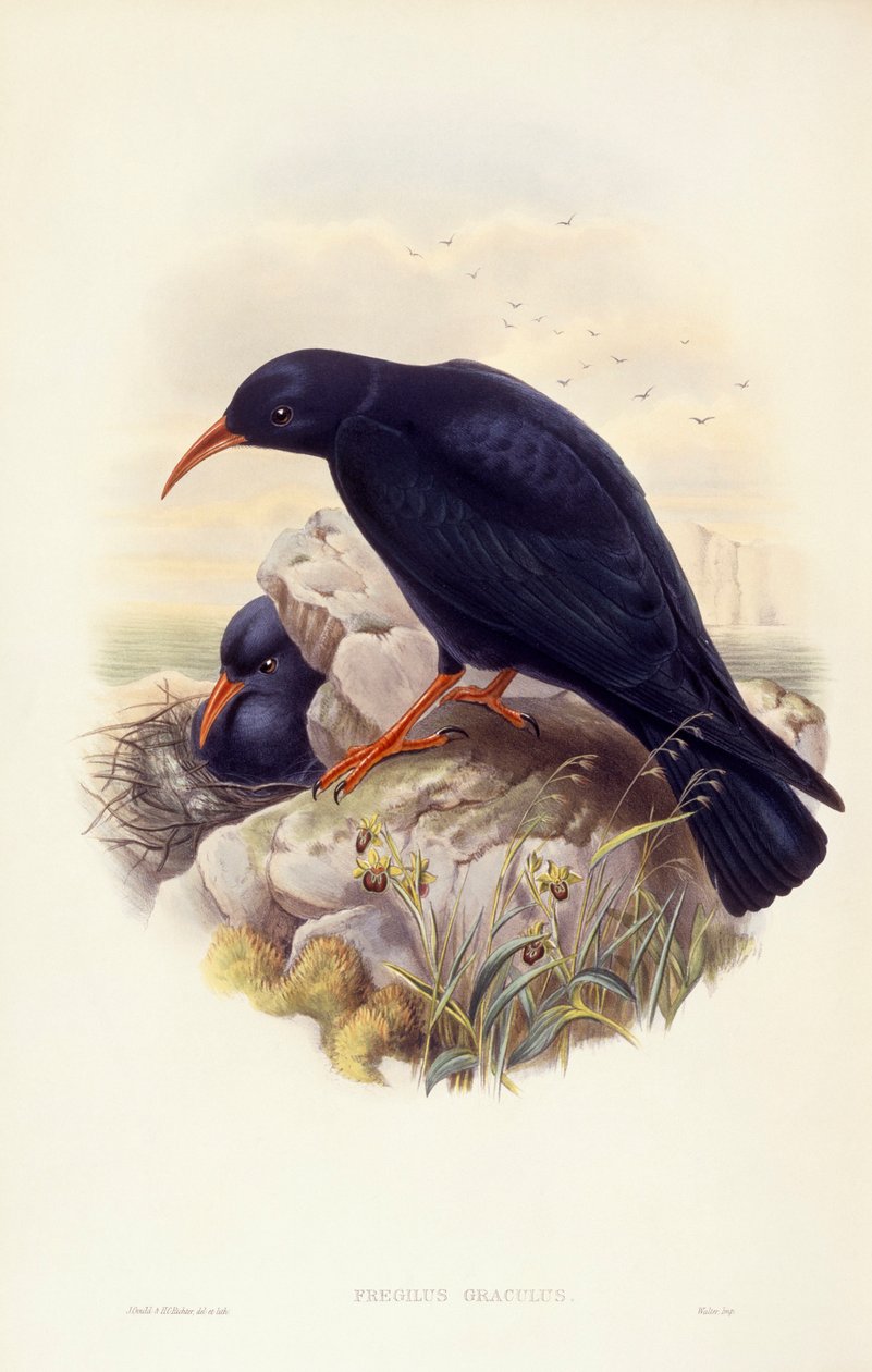Punanukka (Pyrrhocorax pyrrhocorax), kaiverrus John Gould tekijältä John Gould