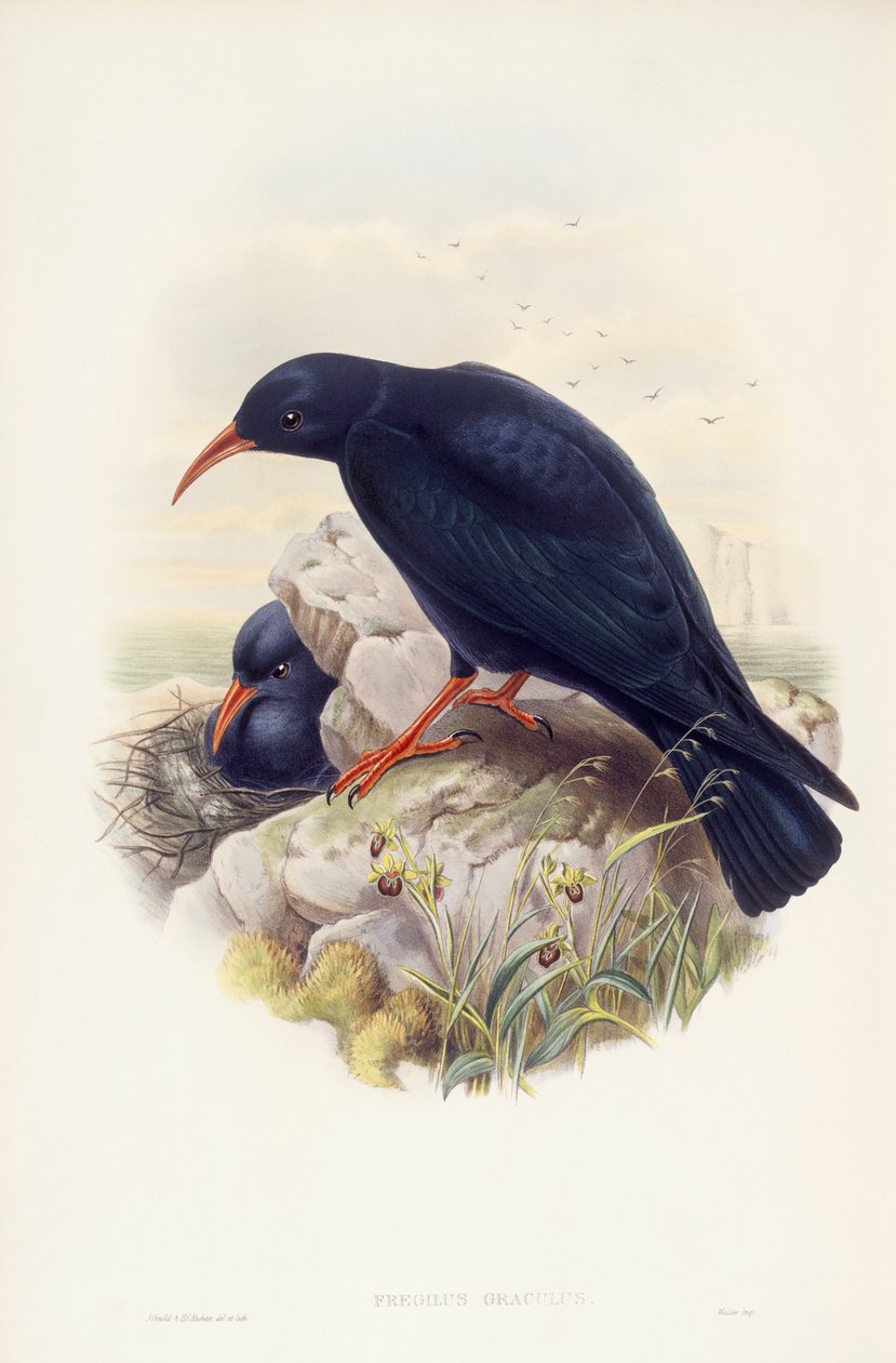 Punanukka (Pyrrhocorax pyrrhocorax), kaiverrus John Gould tekijältä John Gould