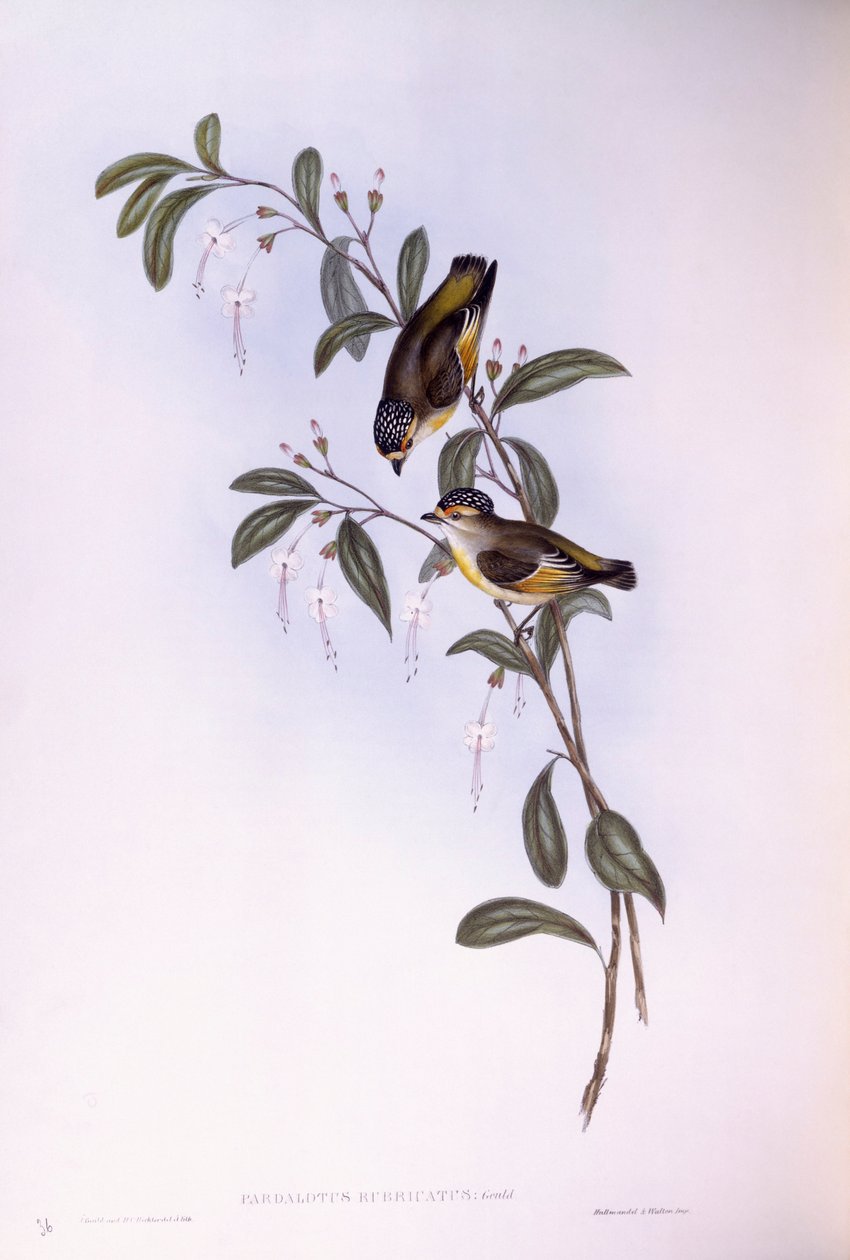 Punasilmäinen pardalote (Pardalotus rubricatus), kaiverrus John Gould tekijältä John Gould