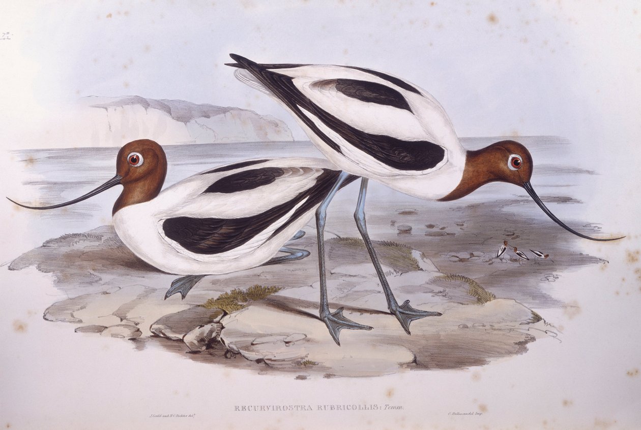 Punakaulainen avocet (Recurvirostra novaehollandiae), kaiverrus John Gould tekijältä John Gould