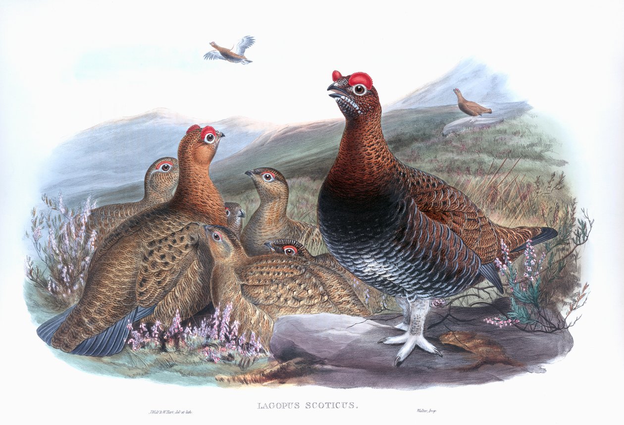 Red Grouse Lagopus lagopus scotica tekijältä John Gould