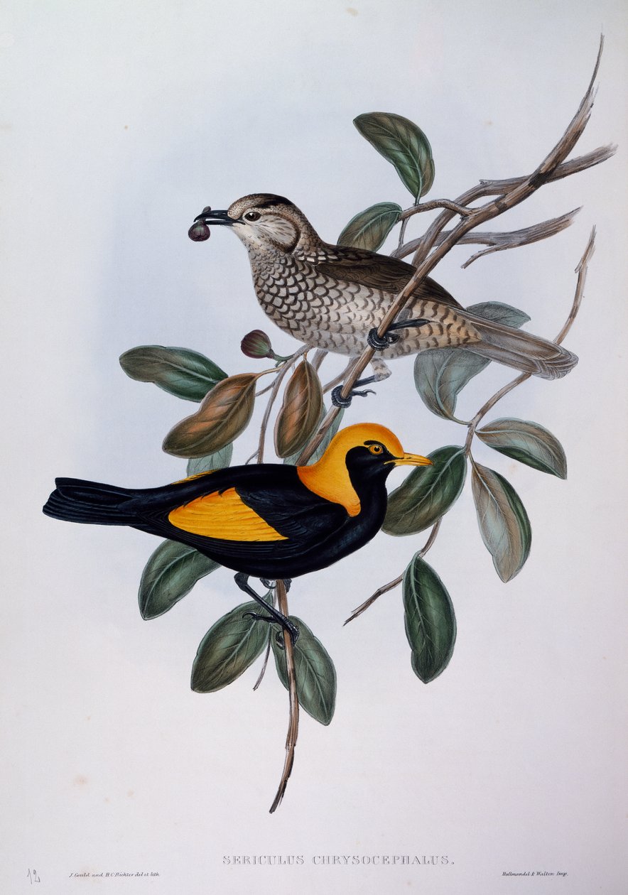 Regent Bowerbird (Sericulus chrysocephalus), kaiverrus Birds of Australiasta tekijältä John Gould