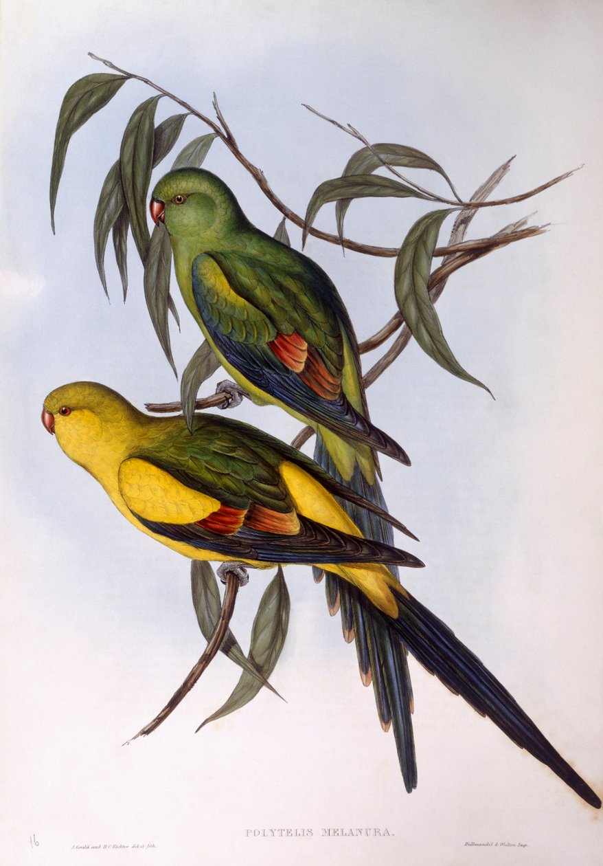 Regent papukaija (Polytelis anthopeplus), kaiverrus John Gould tekijältä John Gould