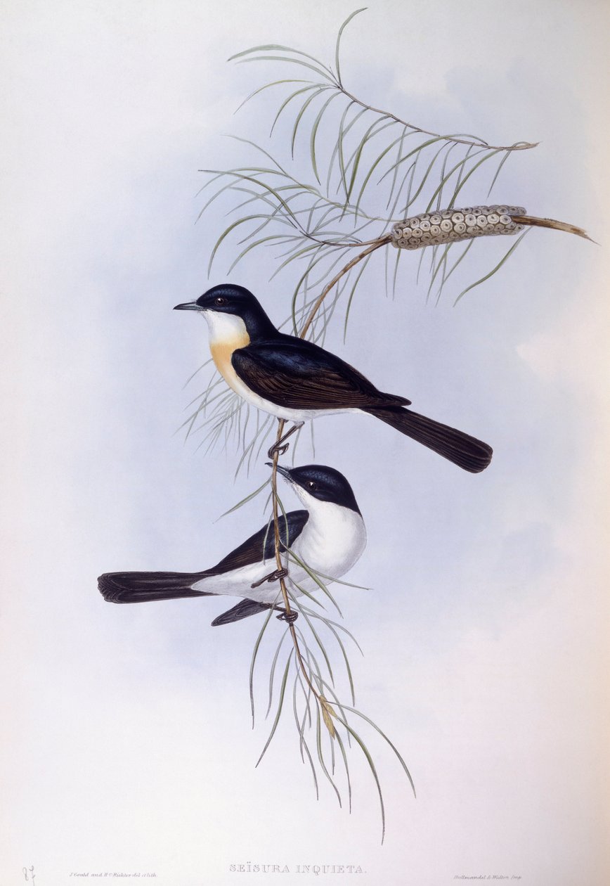Levoton kärpässiipi (Myiagra inquieta), John Gouldin kaiverrus. tekijältä John Gould