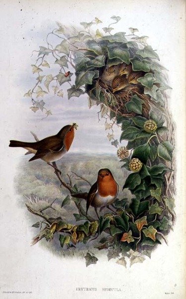 Robin tekijältä John Gould