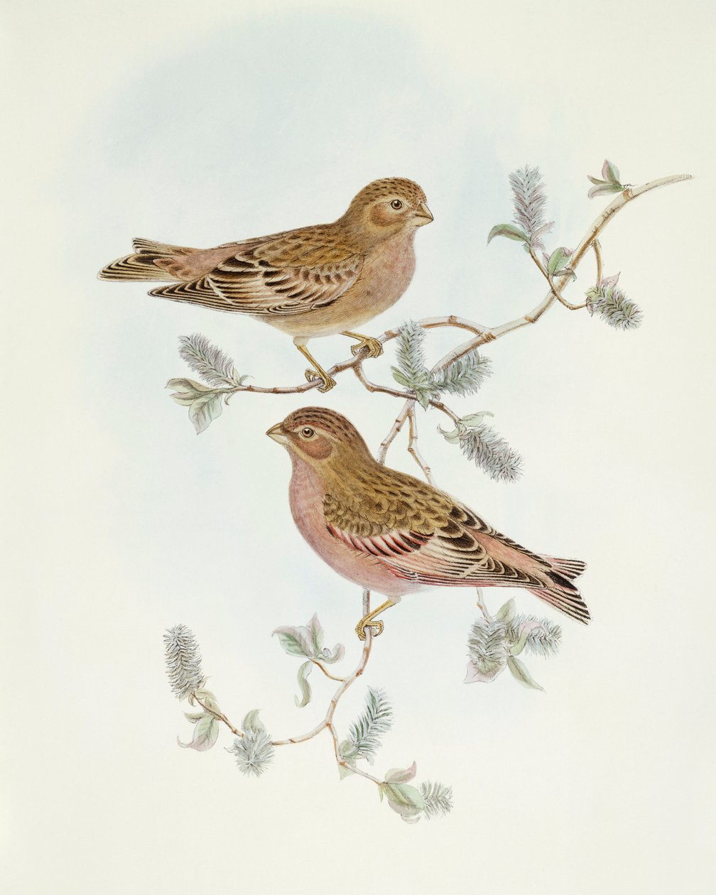 Rosy Finch (Erythrospiza incarnata), kaiverrus John Gould tekijältä John Gould