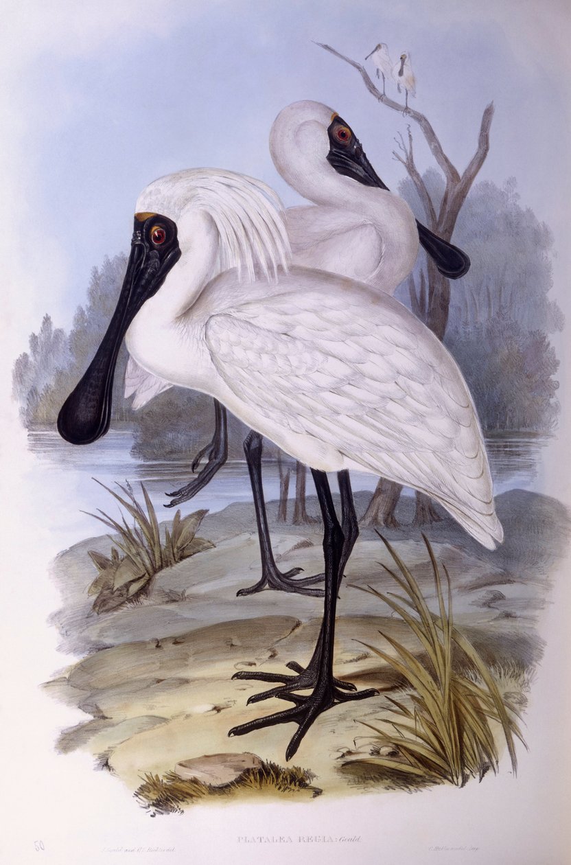Kuninkaallinen lusikkanokka (Platalea regia), kaiverrus John Gould tekijältä John Gould