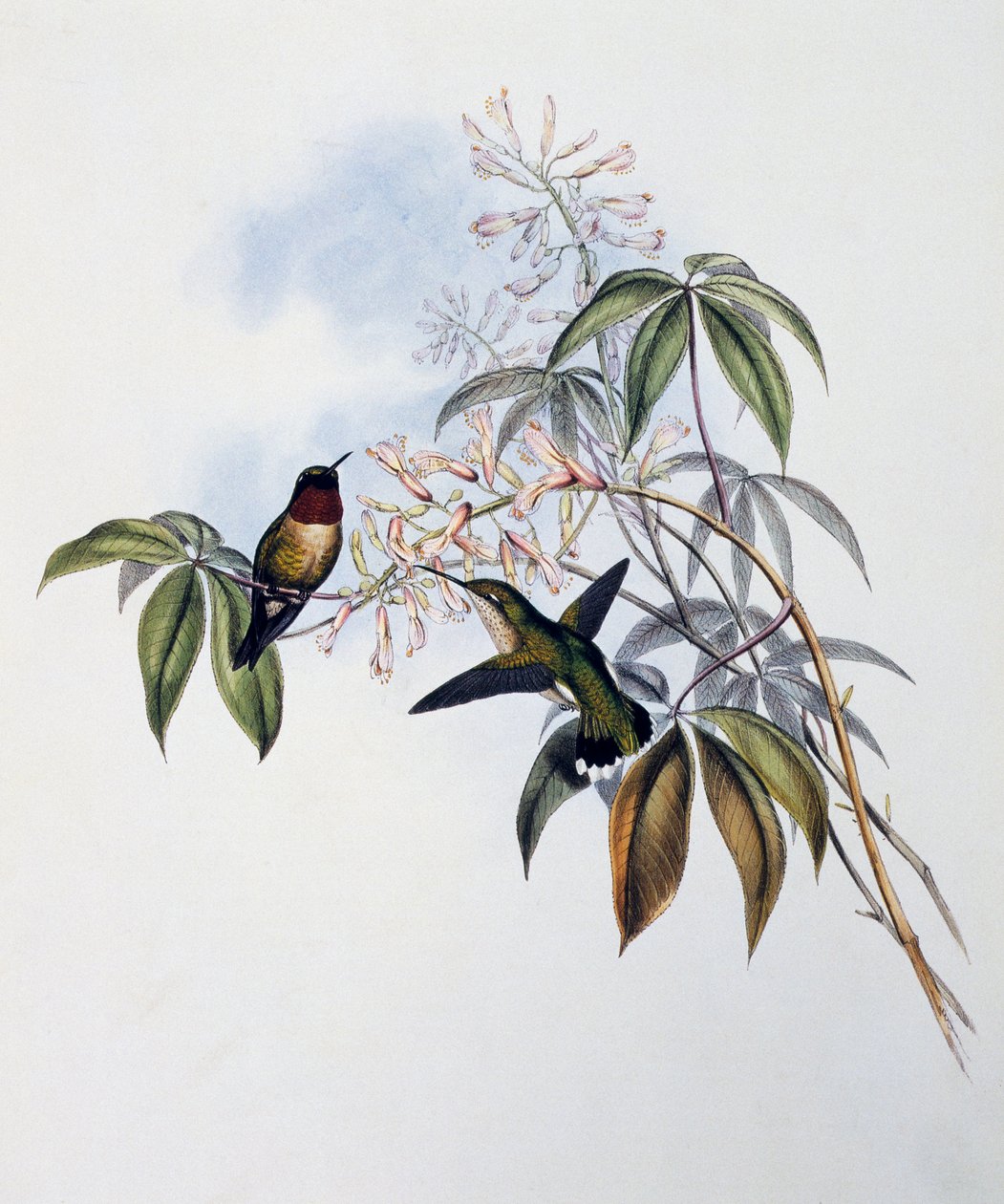 Rubiinikurkkukolibri (Archilochus colubris), kaiverrus Monografiasta Trochilidae or Humming Birds (1849-1861), John Gould (1804-1881), Yhdistynyt kuningaskunta tekijältä John Gould