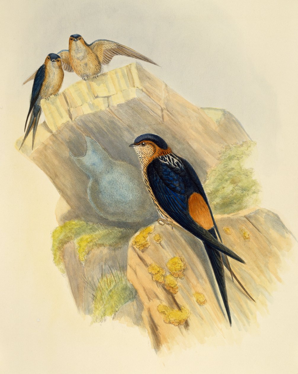 Rufous-bellied Swallow (Hirundo daurica), kaiverrus John Gould (1804-1881), Iso-Britannia tekijältä John Gould