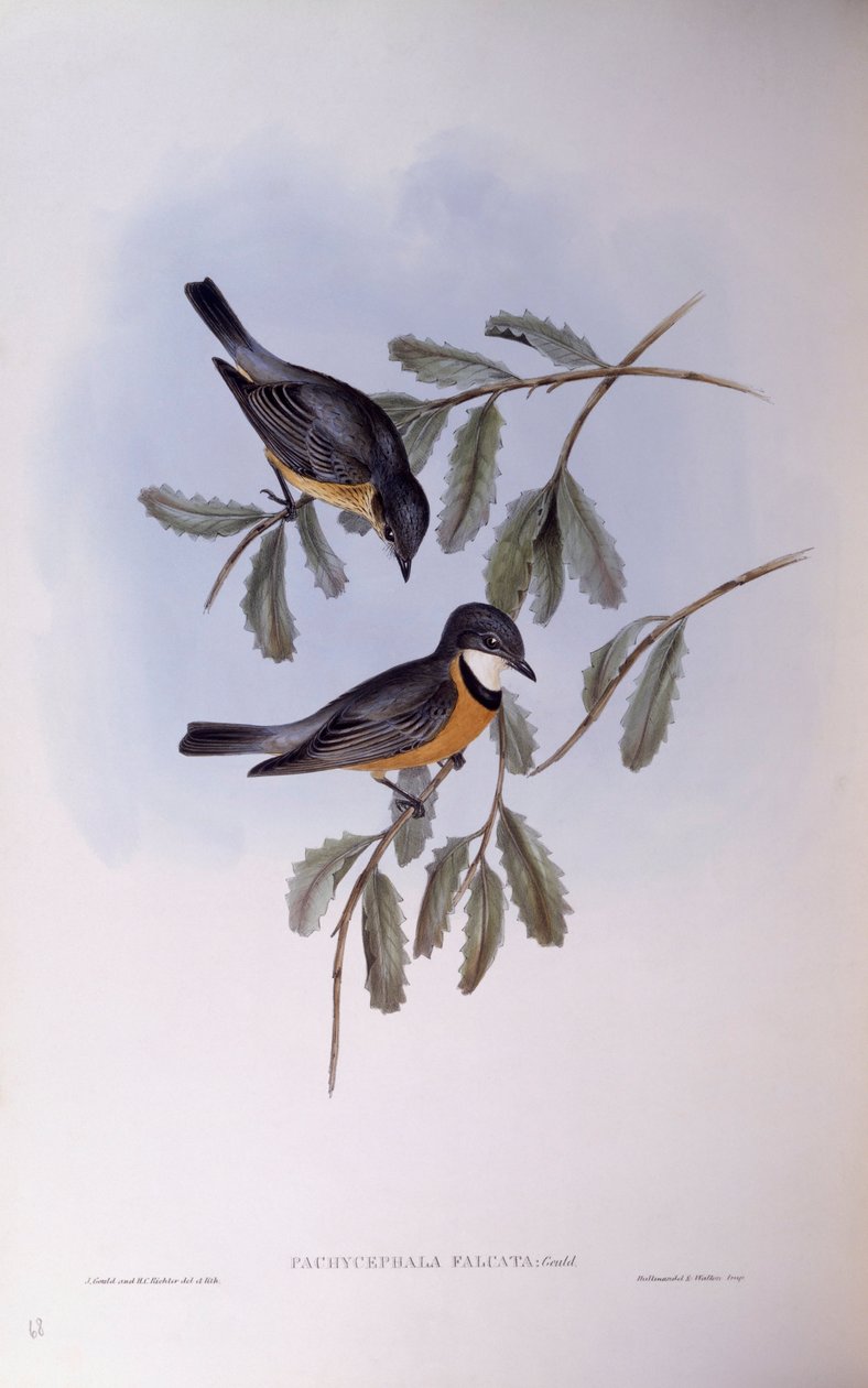 Rufous whistler (Pachycephala rufiventris), kaiverrus John Gould tekijältä John Gould