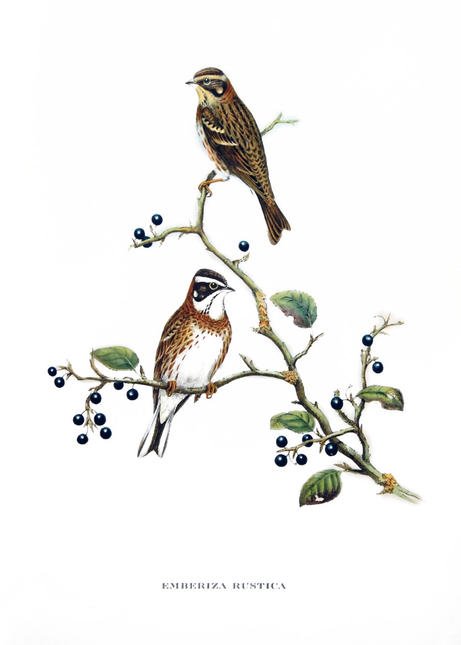 Rustic Bunting, Aasian (Kiinan ja Japanin) lintuja, kaiverrus John Gouldin (1804-1881) kirjasta "Tropical Birds" (Trooppiset linnut) tekijältä John Gould