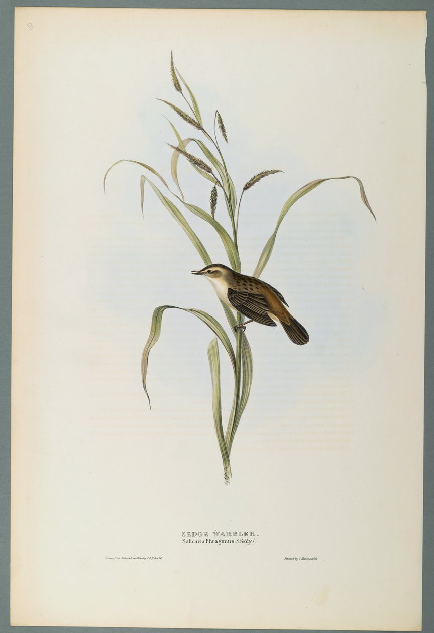 Salicaria Phragmatis: Sarikirkko (värillinen lito kudospaperilla) tekijältä John Gould