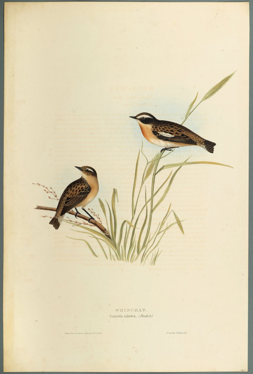 Saxicola Rubetra - Whinchat (värillinen lito kudospaperilla) tekijältä John Gould