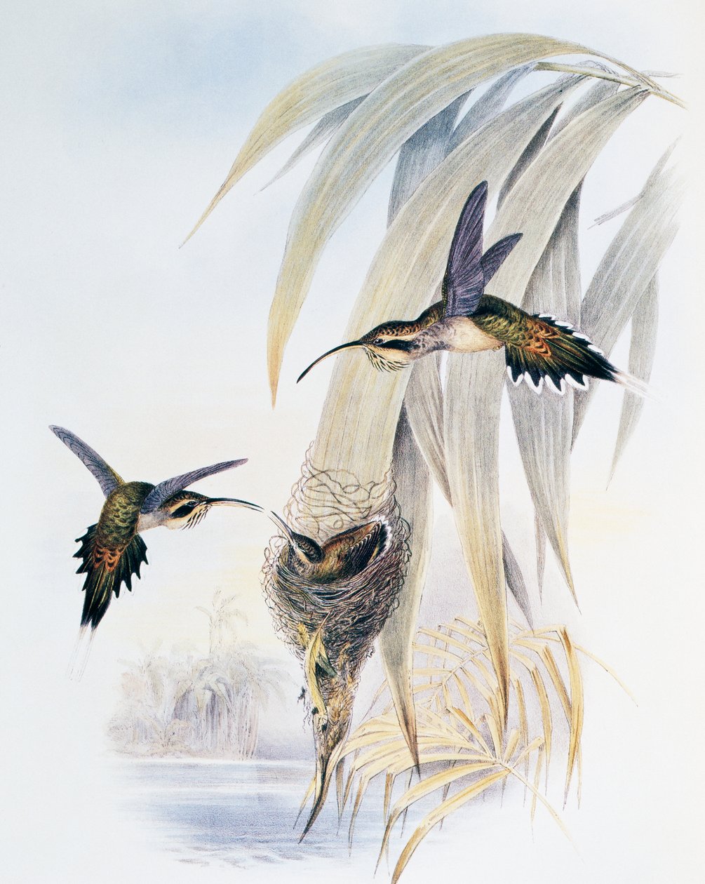Suomalainen erakko (Phaethornis eurynome), kaiverrus Monografiasta Trochilidae or Humming Birds (1849-1861), kirjoittanut John Gould (1804-1881), Yhdistynyt kuningaskunta tekijältä John Gould