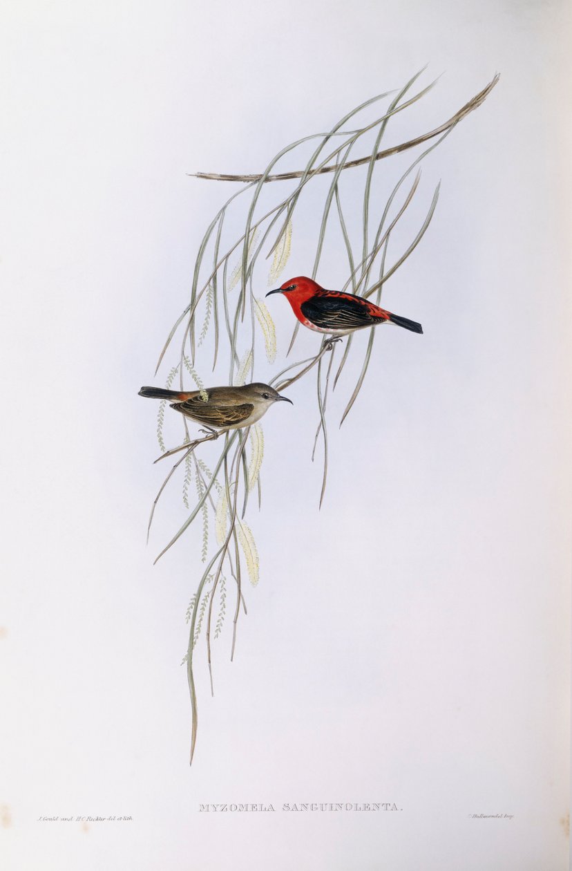 Scarlet myzomela (Myzomela sanguinolenta), kaiverrus John Gould tekijältä John Gould