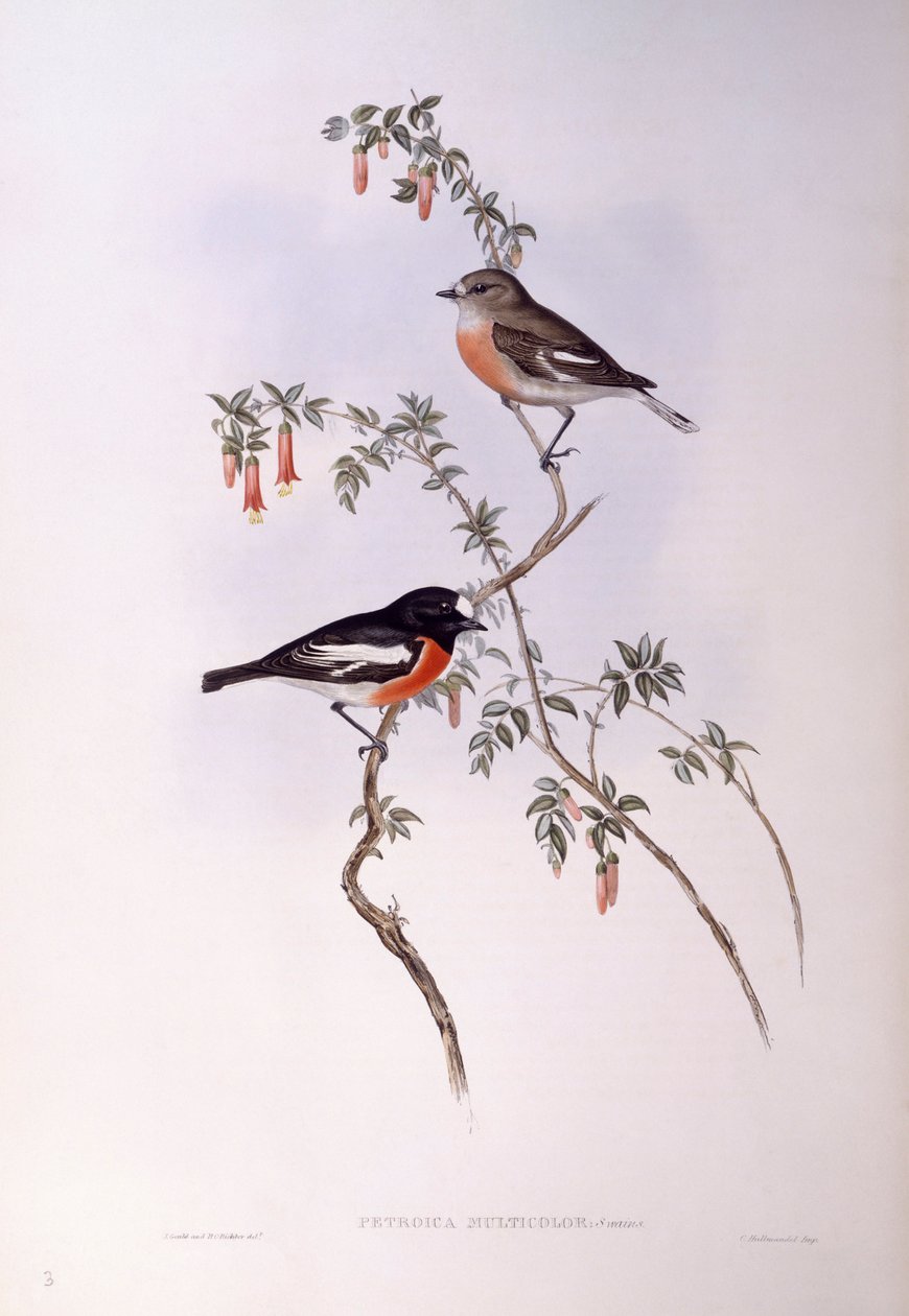 Scarlet robin (Petroica monivärinen), kaiverrus John Gould tekijältä John Gould