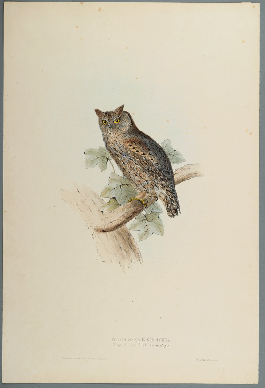 Scops Aldrovandi - Scops Eared Owl (värillinen lito kudospaperilla) tekijältä John Gould