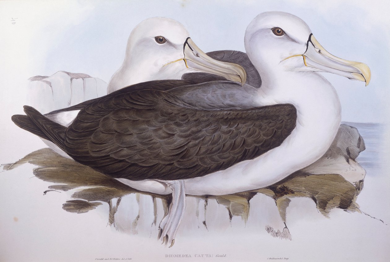 Ujo albatrossi (Diomedea o Thalassarche cauta), kaiverrus John Gould tekijältä John Gould