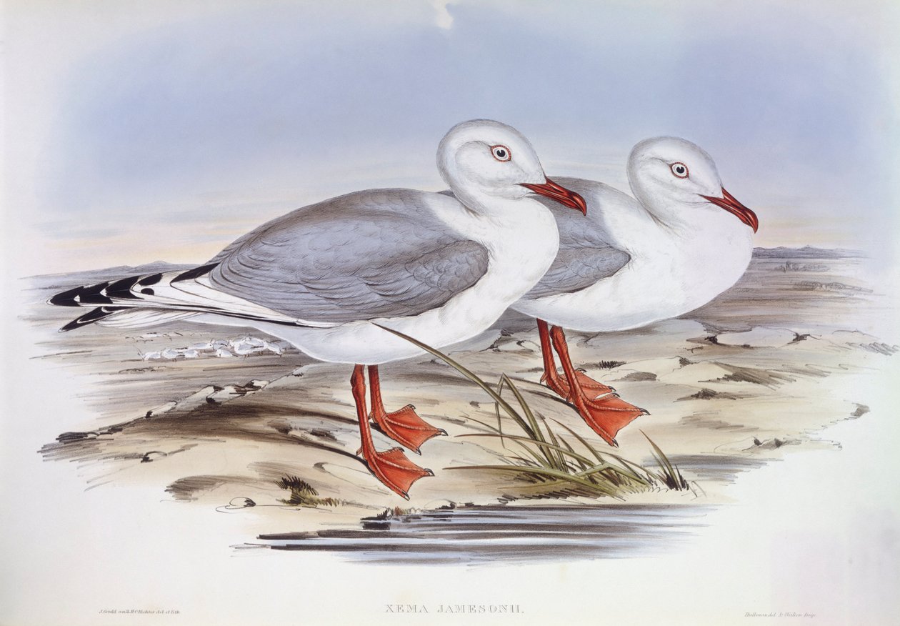 Hopealokki (Larus novaehollandiae), kaiverrus John Gould tekijältä John Gould