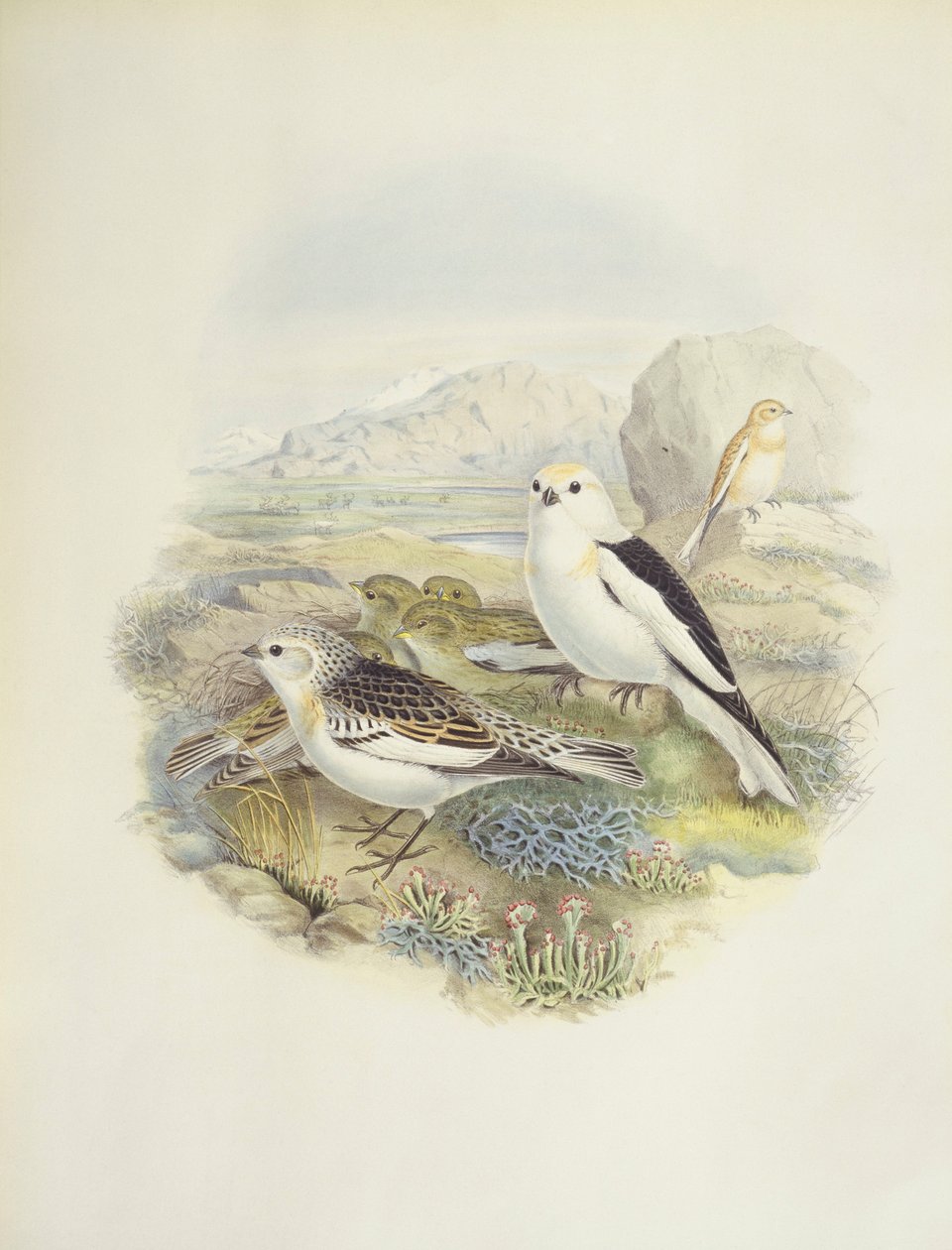Lumisirkku (Plectrophenax nivalis), kuva tekijältä John Gould