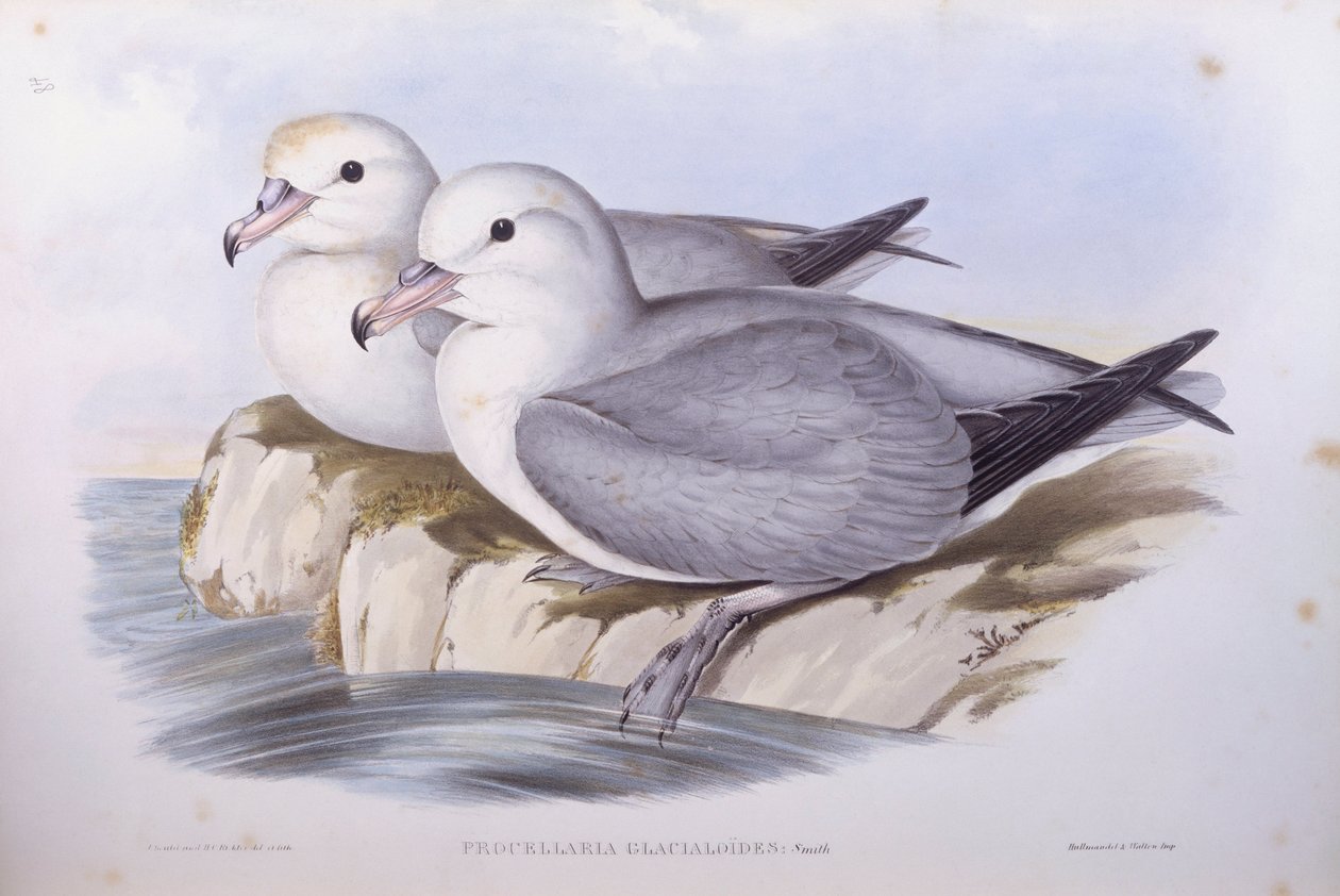Eteläinen fulmar (Fulmarus glacialoides), kaiverrus John Gould tekijältä John Gould