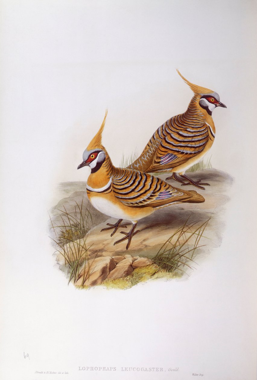 Spinifex kyyhkynen (Lophophaps tai Geophaps plumifera leucogaster), kaiverrus John Gould tekijältä John Gould
