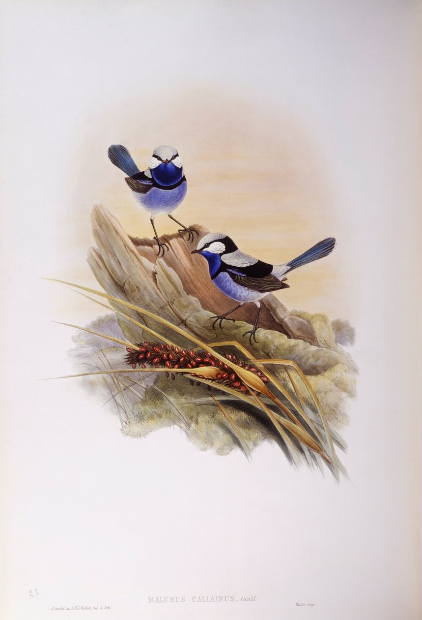 Loistava keijukaveri (Malurus splendens), kaiverrus John Gould tekijältä John Gould