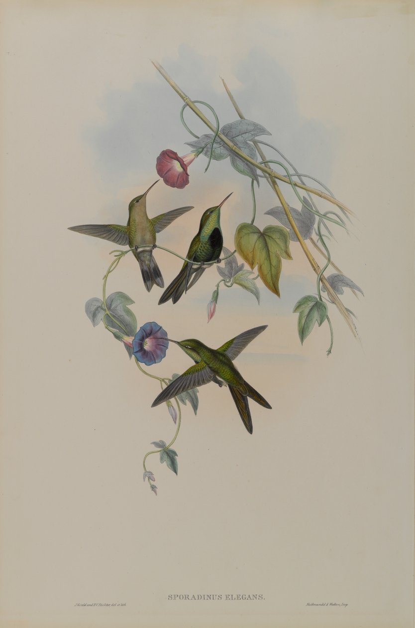 Sporadinus Elegans: Domingon kolibri tekijältä John Gould