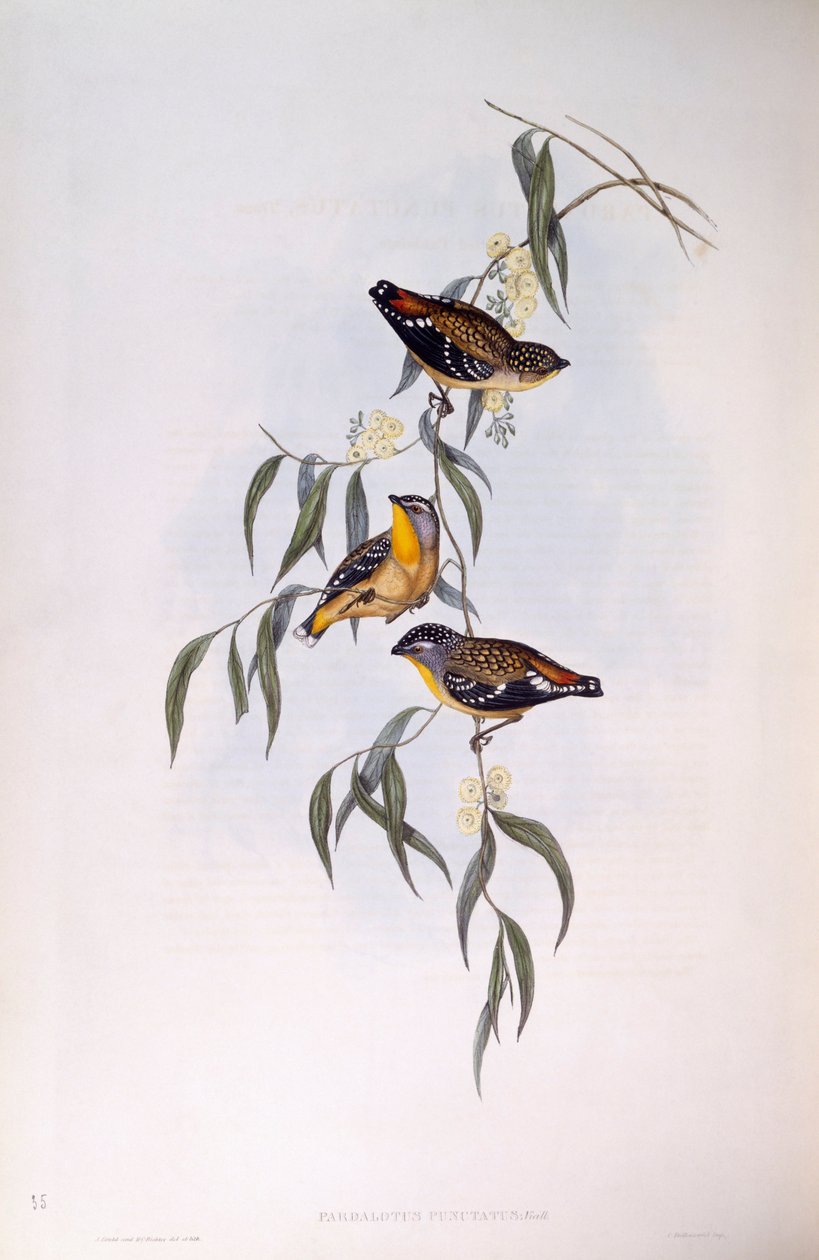 Täplikäs pardalote (Pardalotus punctatus), kaiverrus John Gould tekijältä John Gould