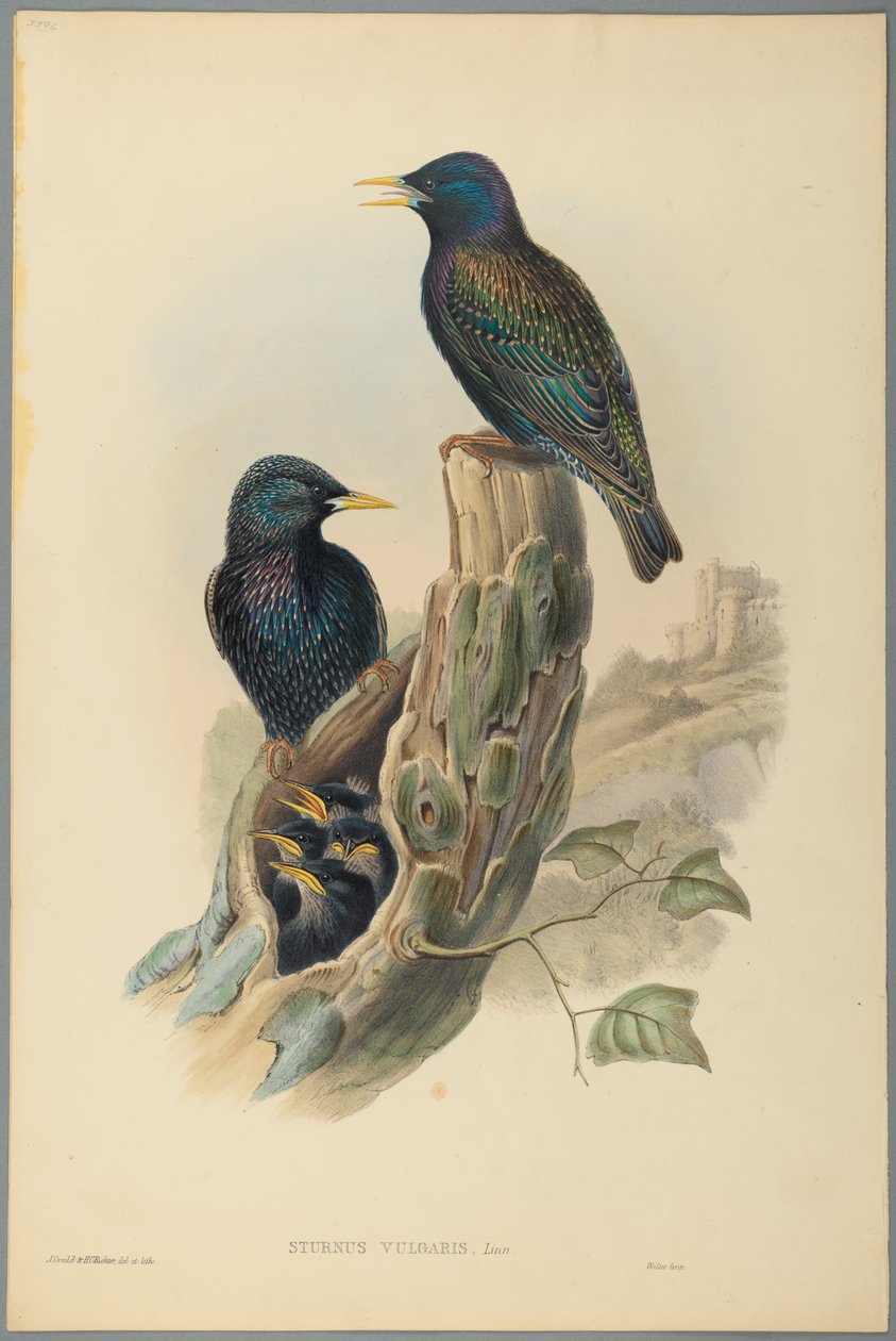 Kottarainen: Sturnus Vulgaris (Linn) (värinen lito kudospaperilla) tekijältä John Gould