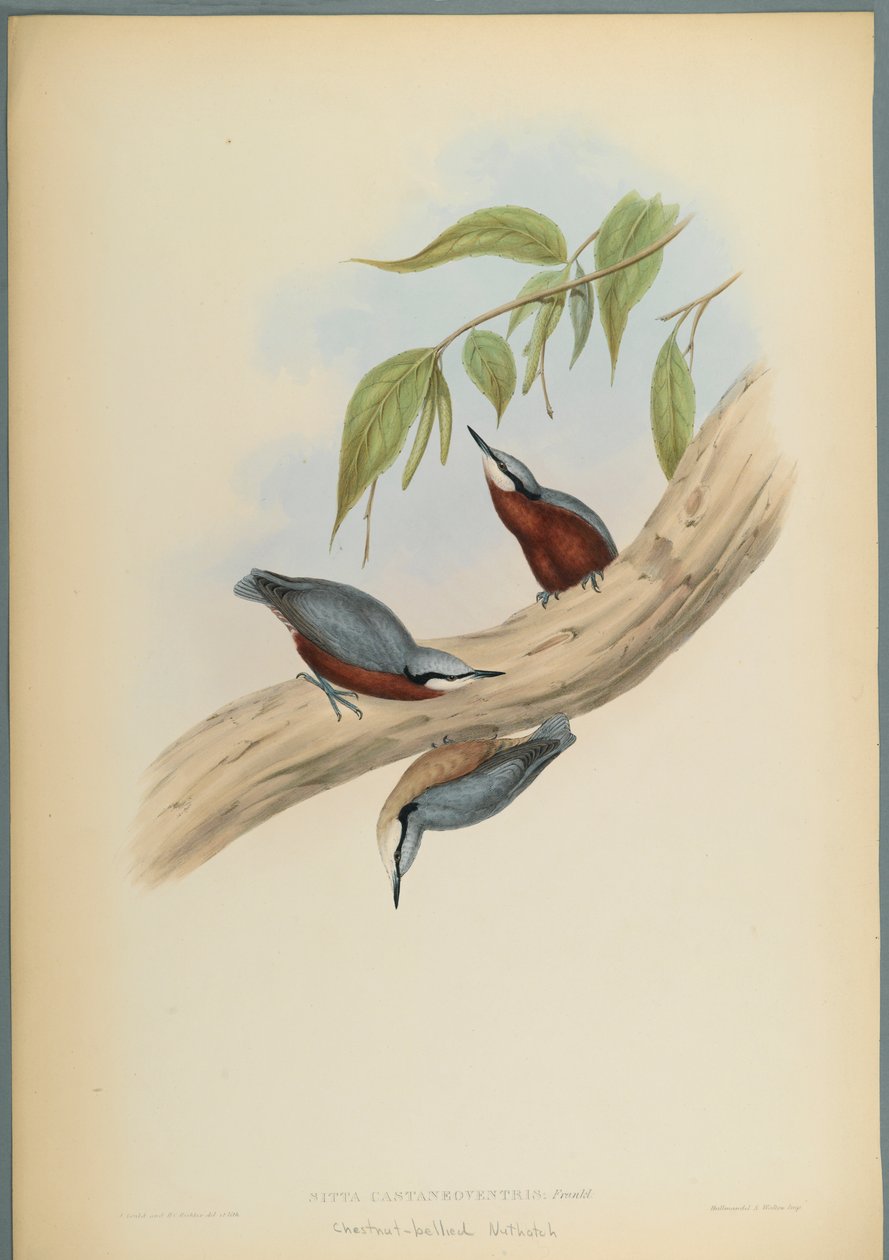 Stila Castaneoventris, Chestnut Bellied Nuthatch (värillinen lito kudottu paperilla) tekijältä John Gould
