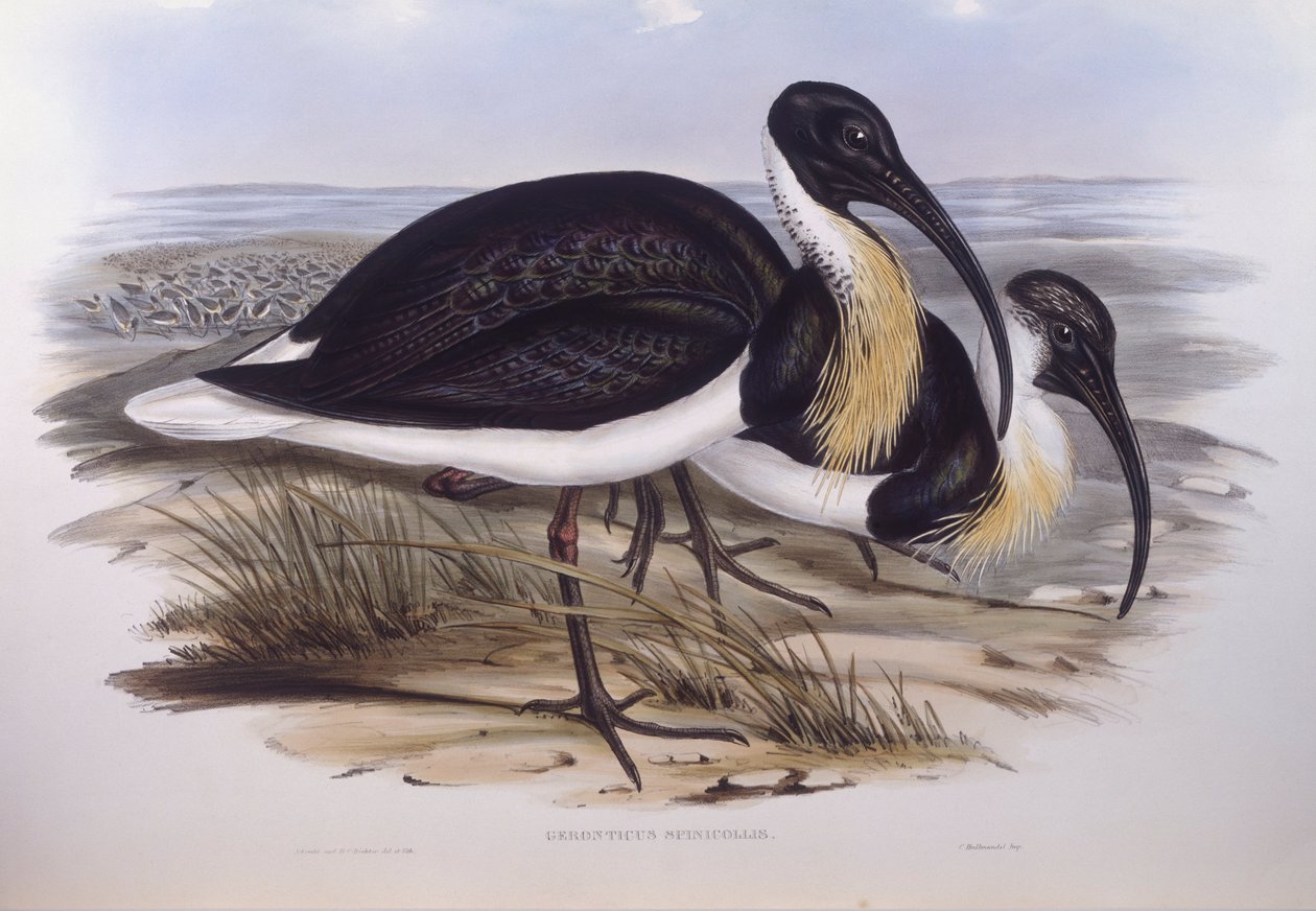 Olkikaulainen ibis (Threskiornis spinicollis), kaiverrus John Gould tekijältä John Gould