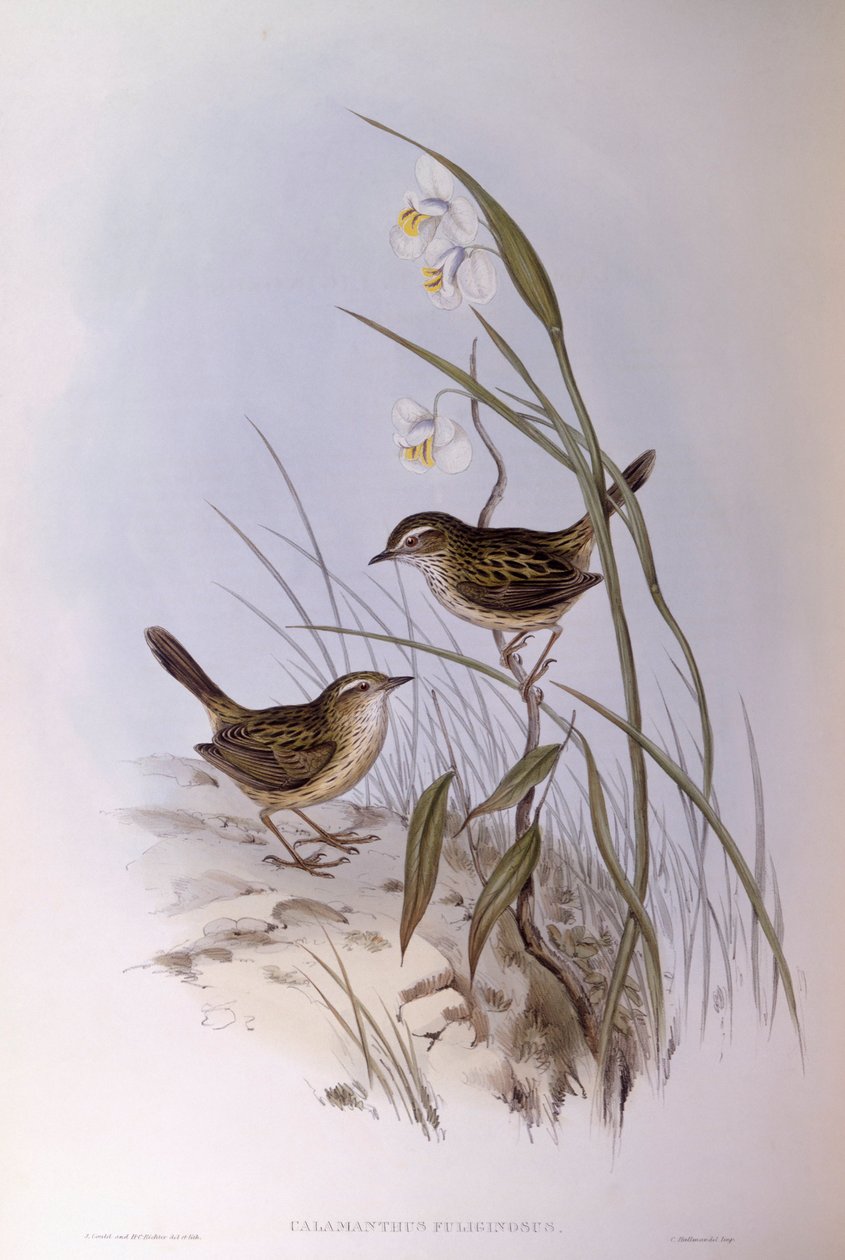 Juovakalmantti (Calamanthus fuliginosus), kaiverrus John Gould tekijältä John Gould