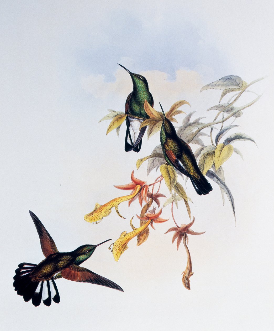 Stripe-tailed Hummingbird (Eupherusa eximia), kaiverrus Monografiasta Trochilidae or Humming Birds (1849-1861), John Gould (1804-1881), Yhdistynyt kuningaskunta tekijältä John Gould