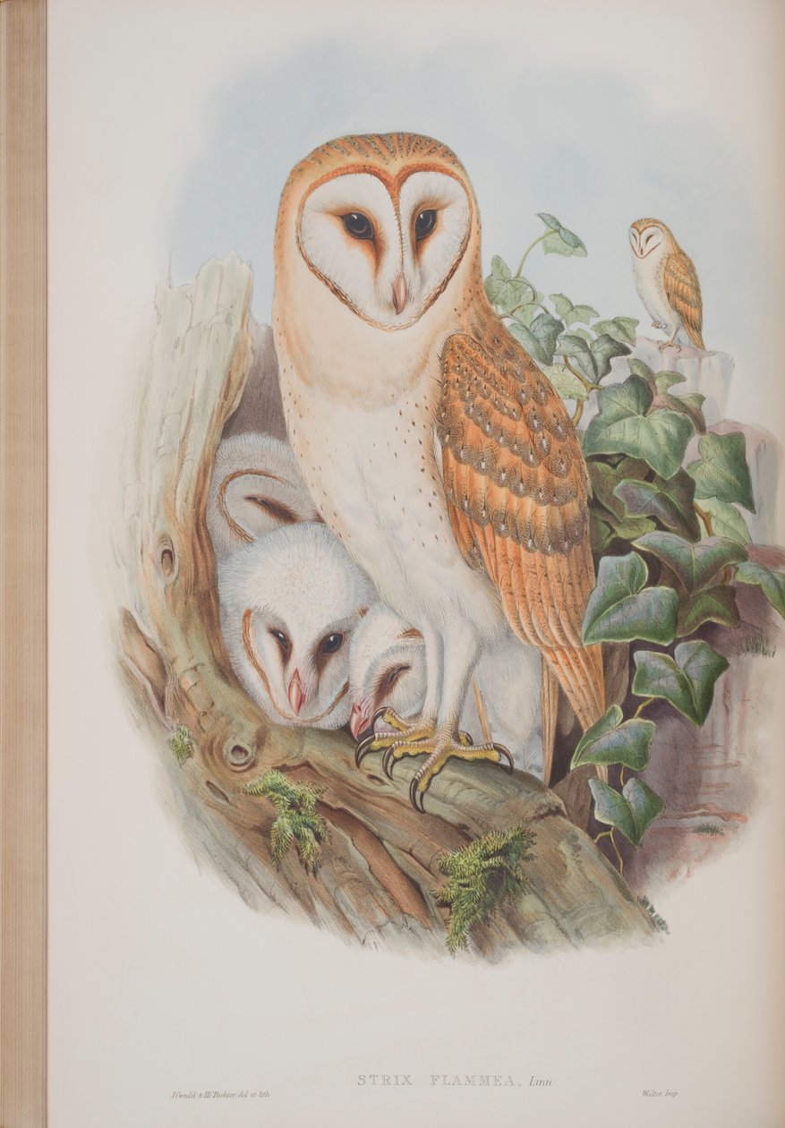 Strix Flammea, John Gouldin The Birds of Great Britain -levy, julkaistu 1862-73 (käsinvärinen lito) tekijältä John Gould