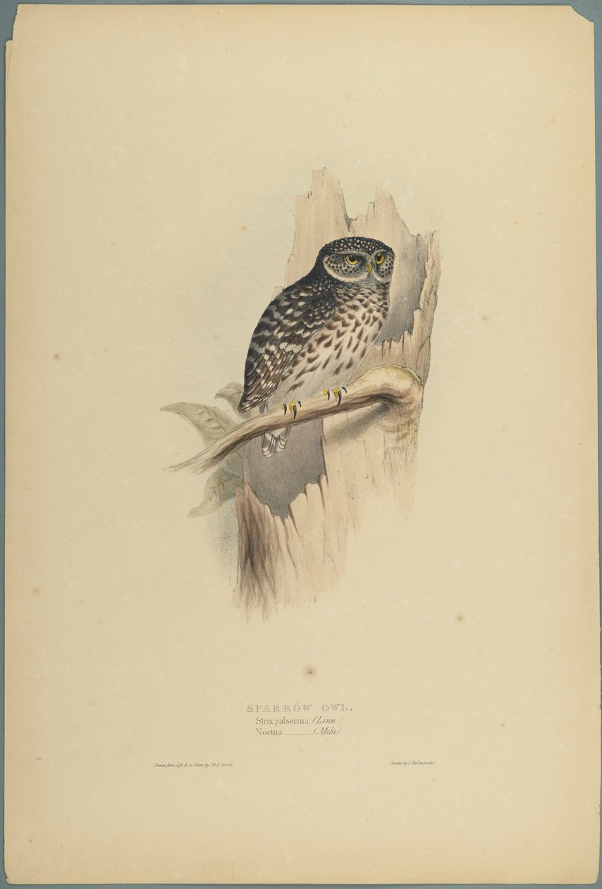Strix Pafsernia - Noctua (värinen lito kudospaperilla) tekijältä John Gould