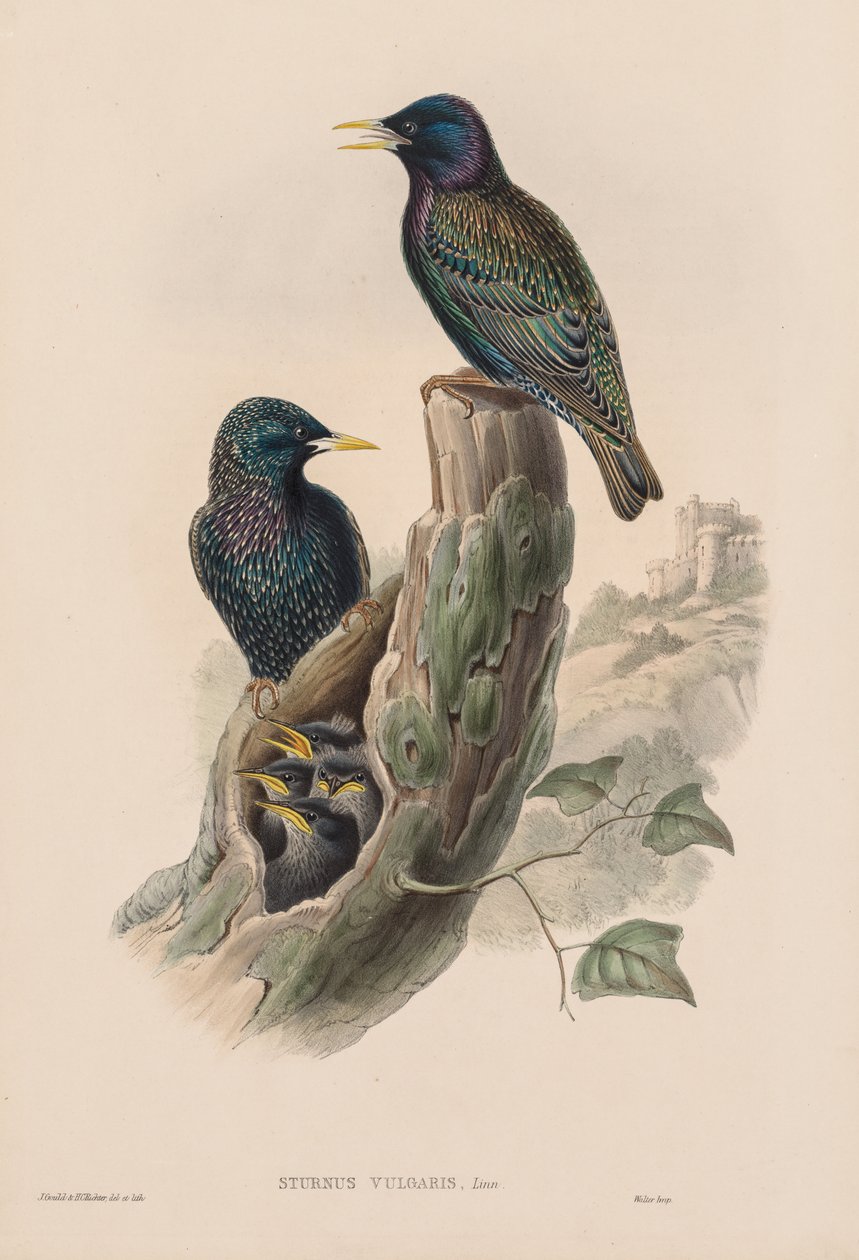 Sturnur Vulgaris tekijältä John Gould