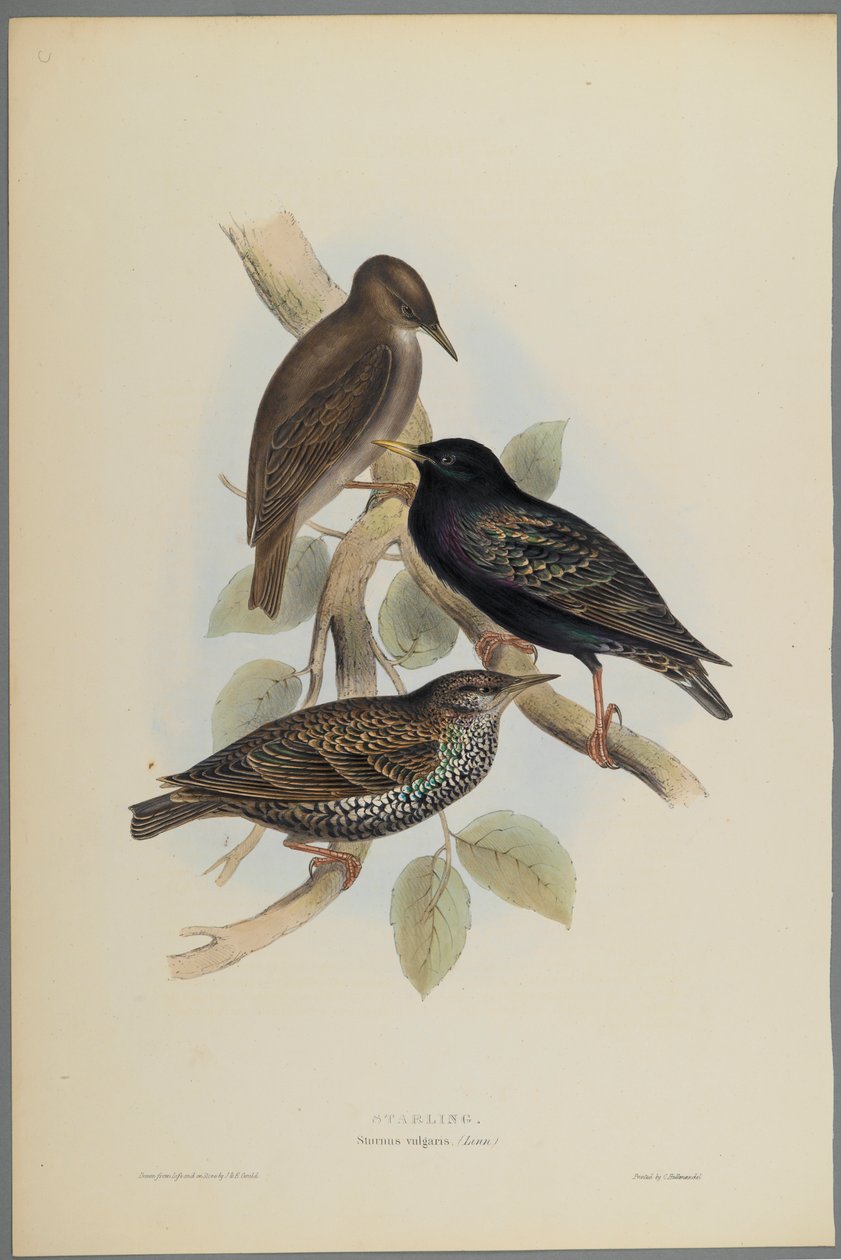 Sturnus Vulgaris - Starling (värillinen lito kudospaperilla) tekijältä John Gould