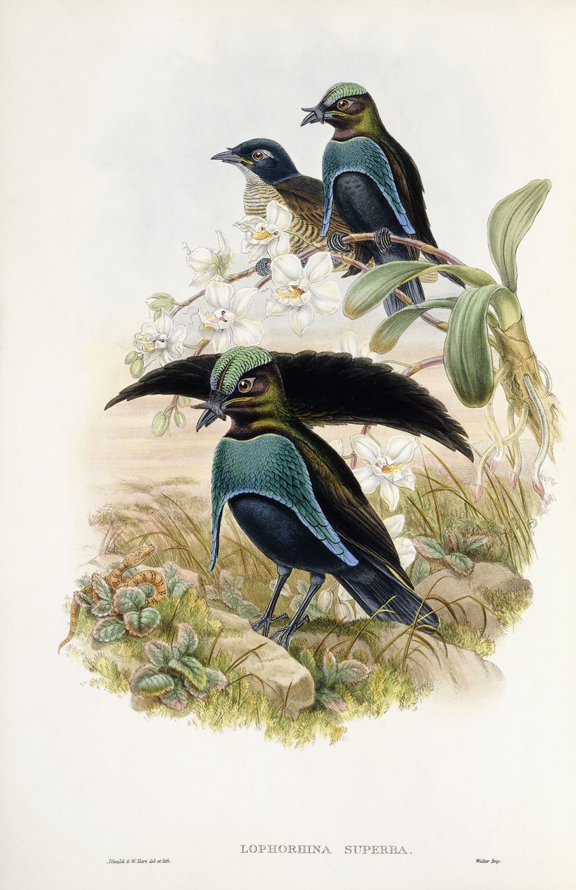 Loistava paratiisin lintu tekijältä John Gould