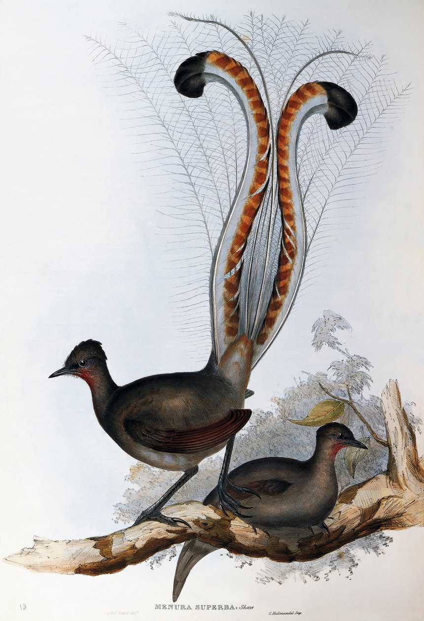 Superb Lyrebird (Menura superba) tekijältä John Gould