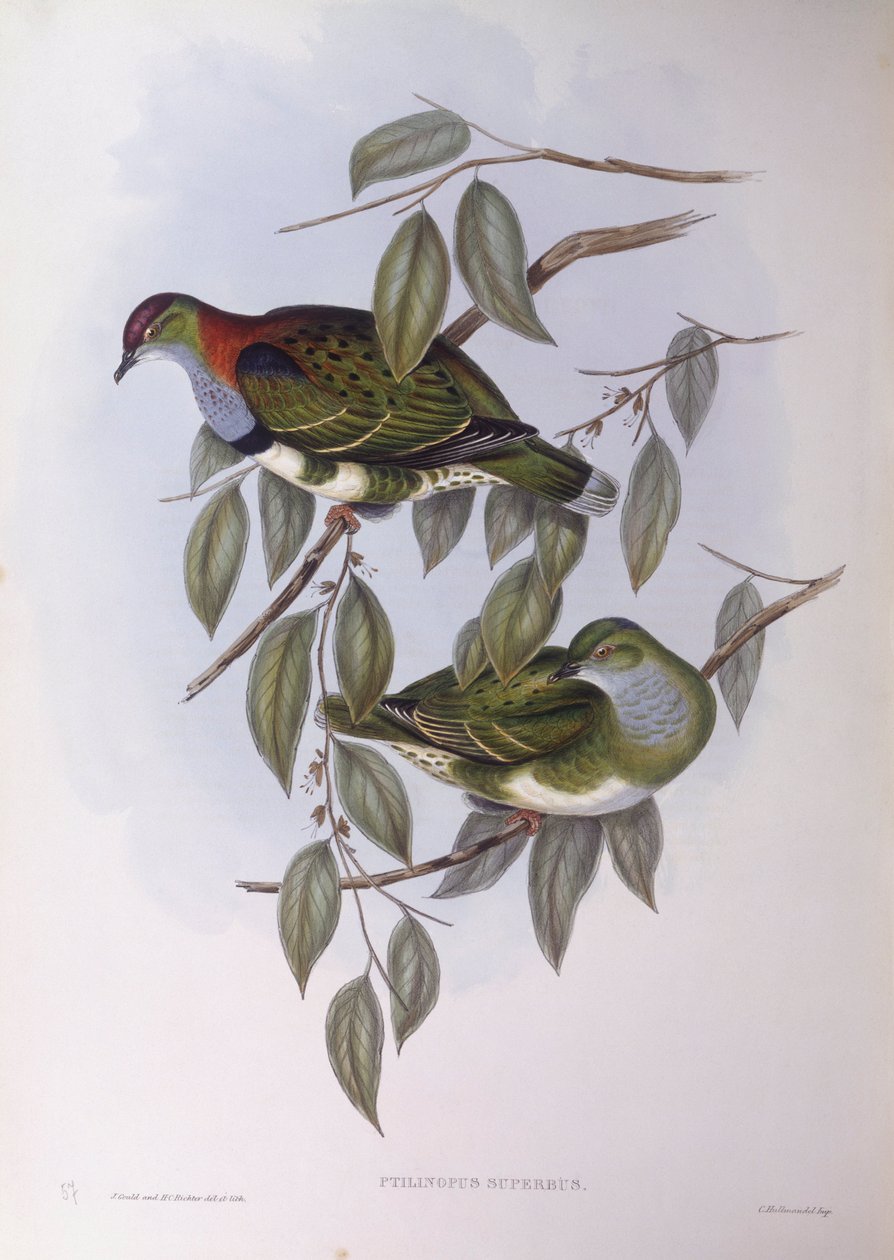 Loistava hedelmäkyyhky (Ptilinopus superbus), kaiverrus John Gould tekijältä John Gould