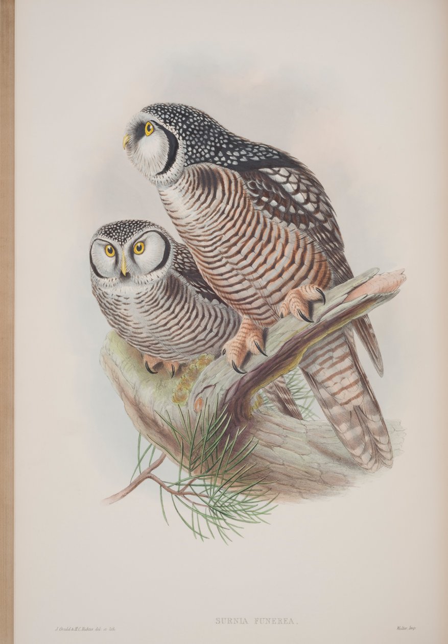 Surnia Funerea, John Gouldin The Birds of Great Britain -levy, julkaistu 1862-73 (käsinvärinen lito) tekijältä John Gould