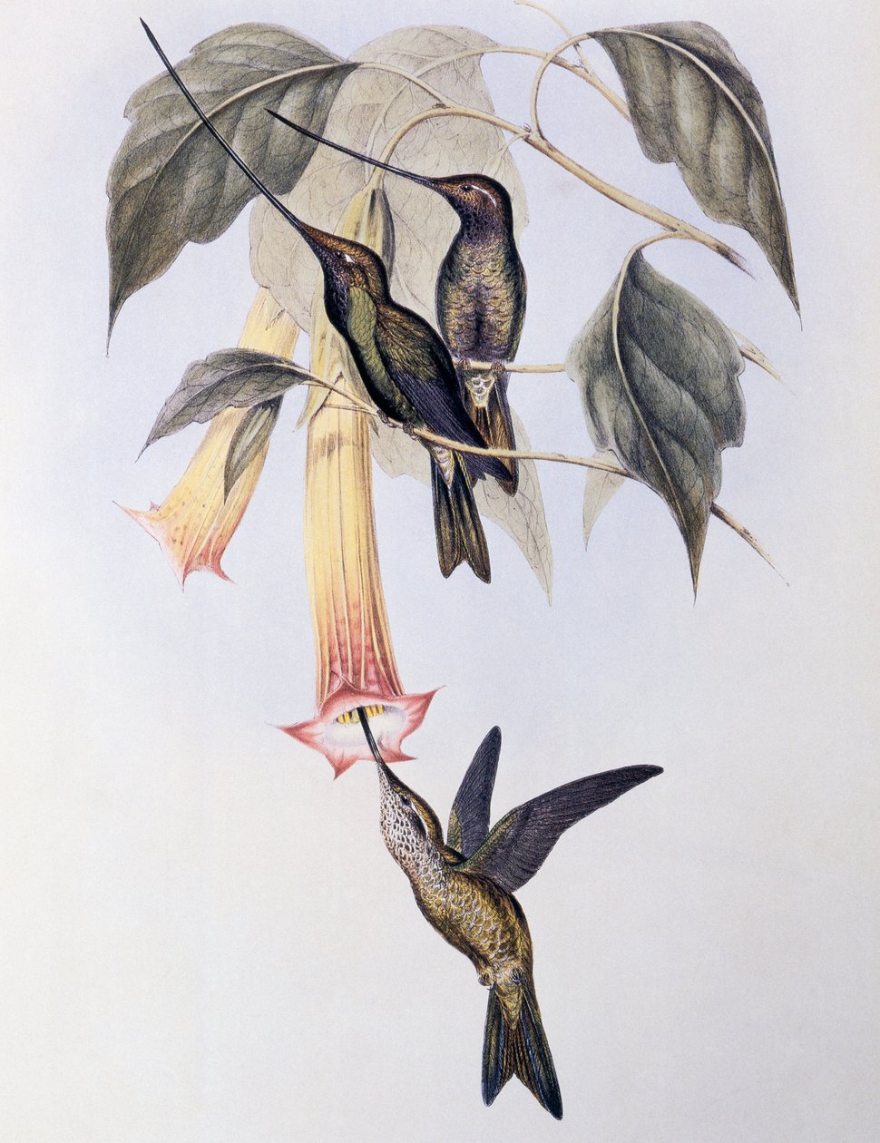 Miekkanokka-koliri (Docimastes ensiferus) tekijältä John Gould