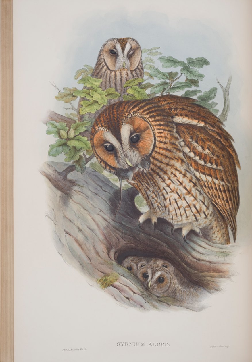 Syrnium Aluco, John Gouldin The Birds of Great Britain -levy, julkaistu 1862-73 (käsinvärinen lito) tekijältä John Gould