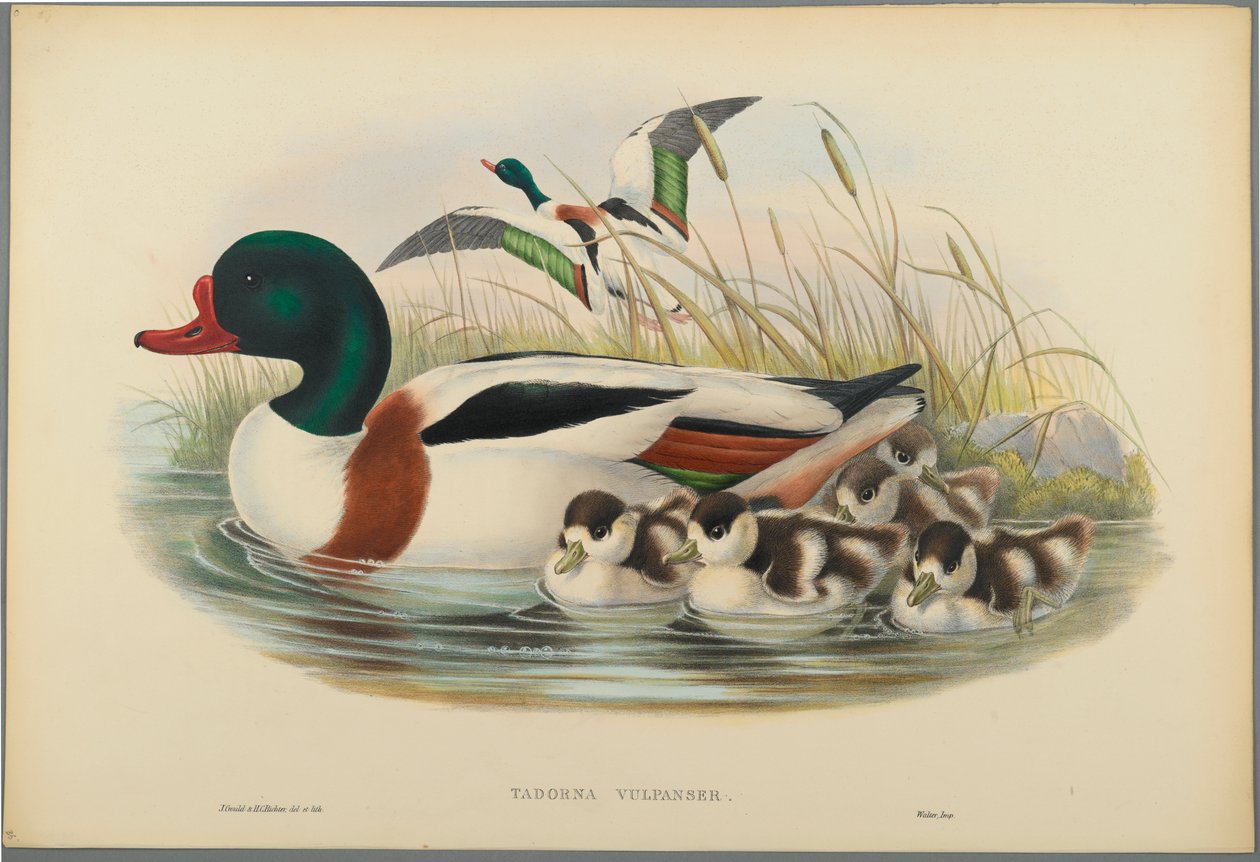 Tadorna Vulpanser: Sheldrake (värillinen lito kudospaperilla) tekijältä John Gould