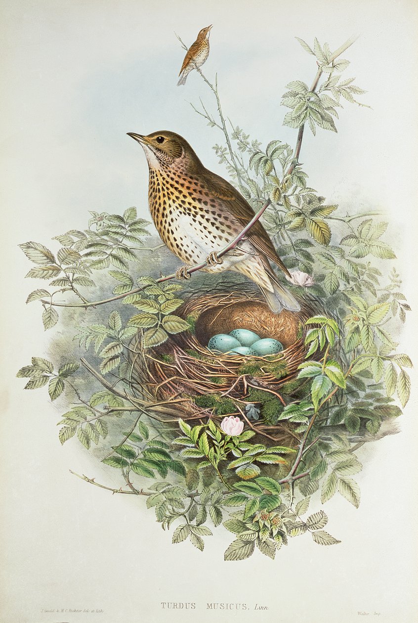 Sammas pesällään (väri lito) tekijältä John Gould