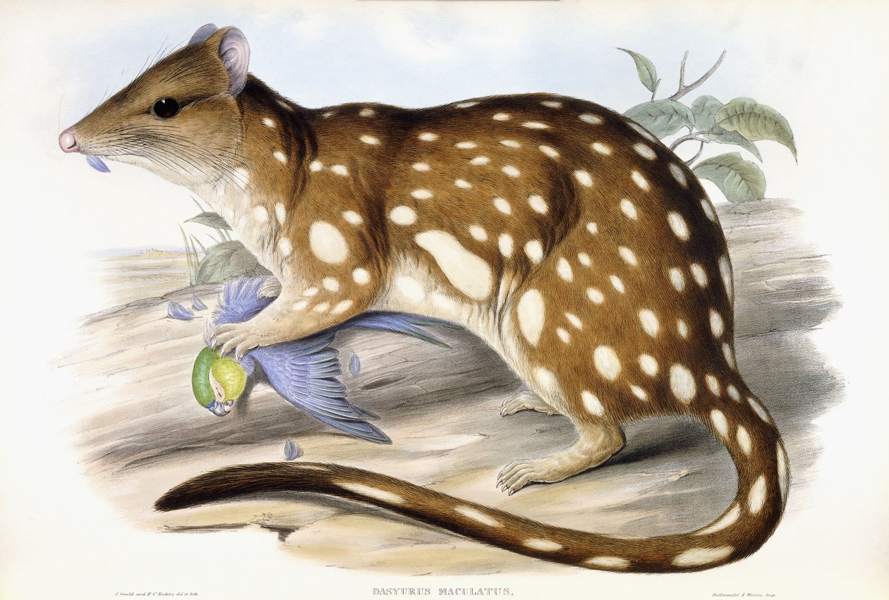 Tiger Quoll tekijältä John Gould